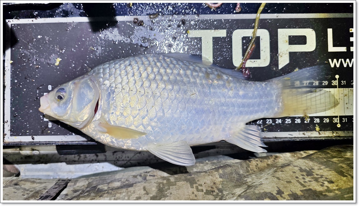 줄줄이나오는 붕어들 (2).jpg