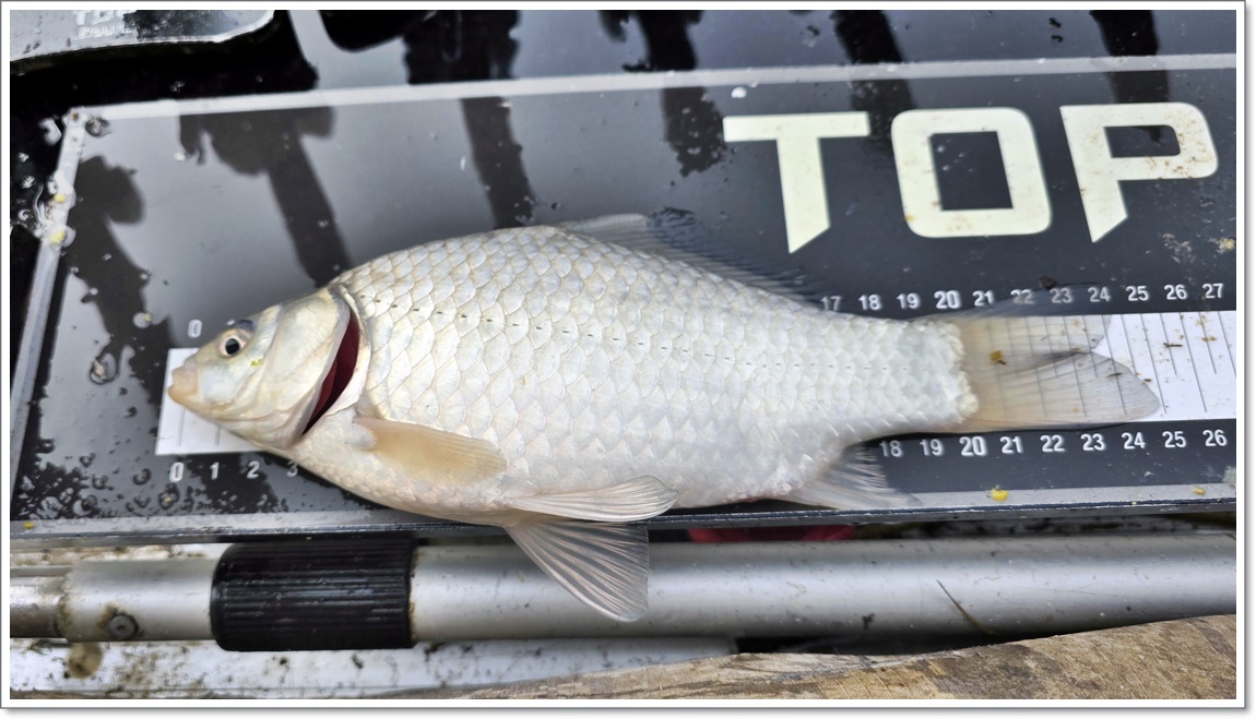 둘째날아침에나온붕어들 (1).jpg