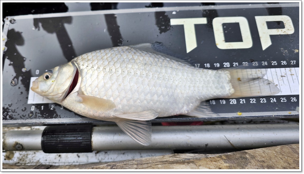 둘째날아침에나온붕어들 (2).jpg