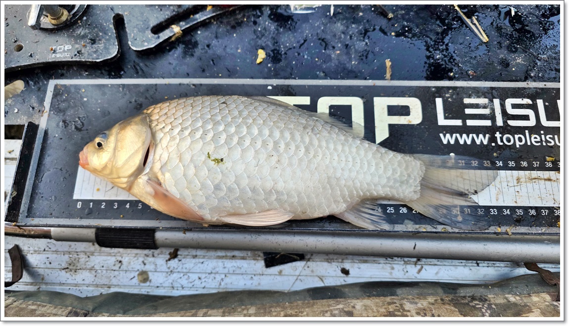 마지막날 나온 월척 붕어.jpg