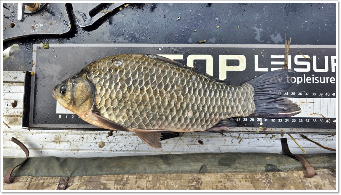 마지막날아침에나온 최대어.jpg