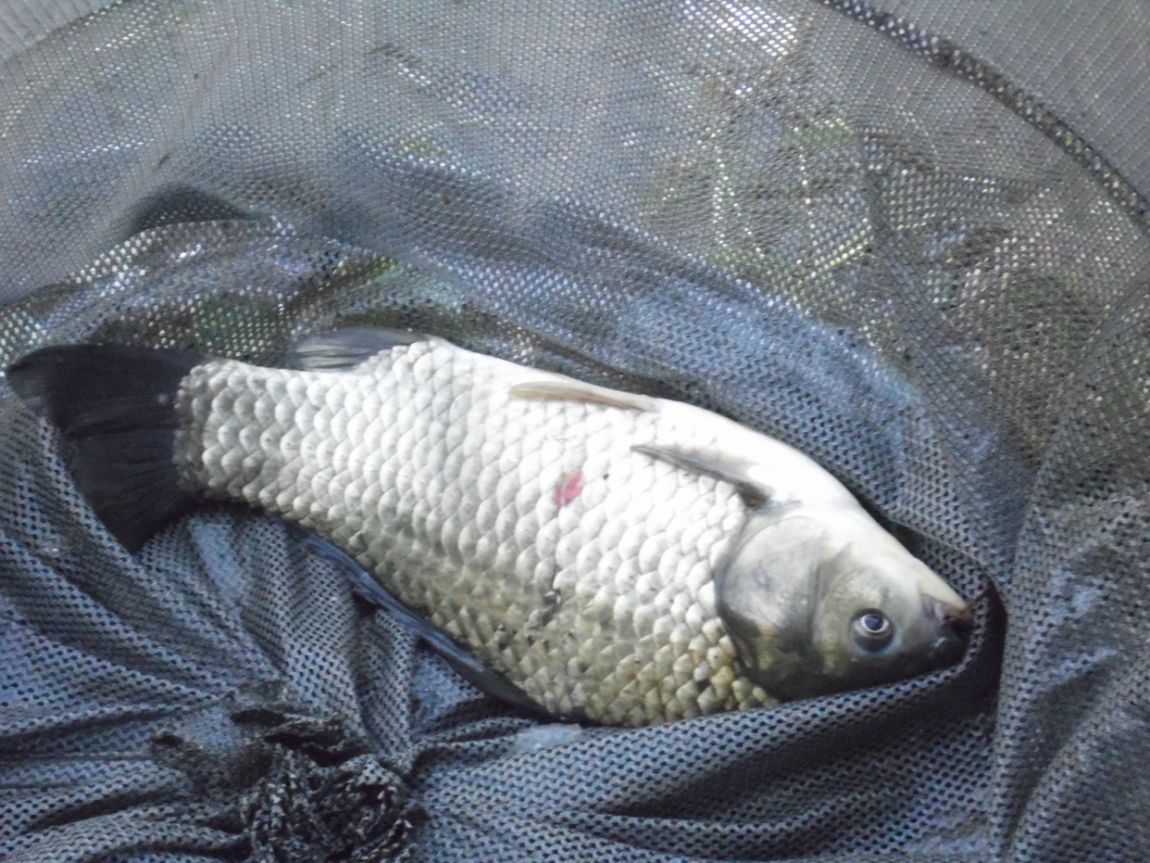 �ҷ���zx 003.JPG