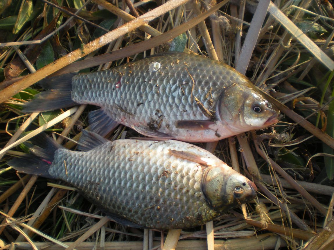 DSCN2950.JPG
