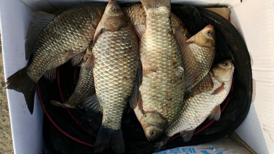 KakaoTalk_20160131_095523426.jpg