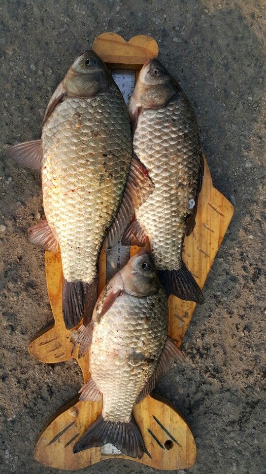 KakaoTalk_20160131_095524234.jpg