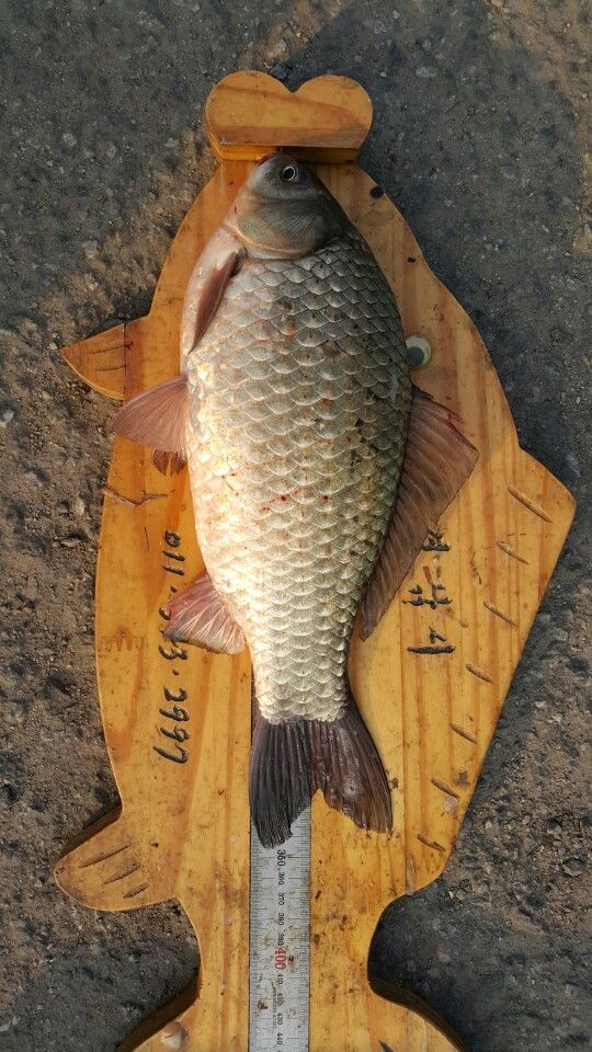 KakaoTalk_20160131_095525317.jpg