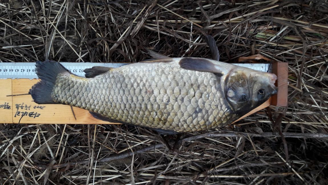 2016����������Ȳ 079.jpg