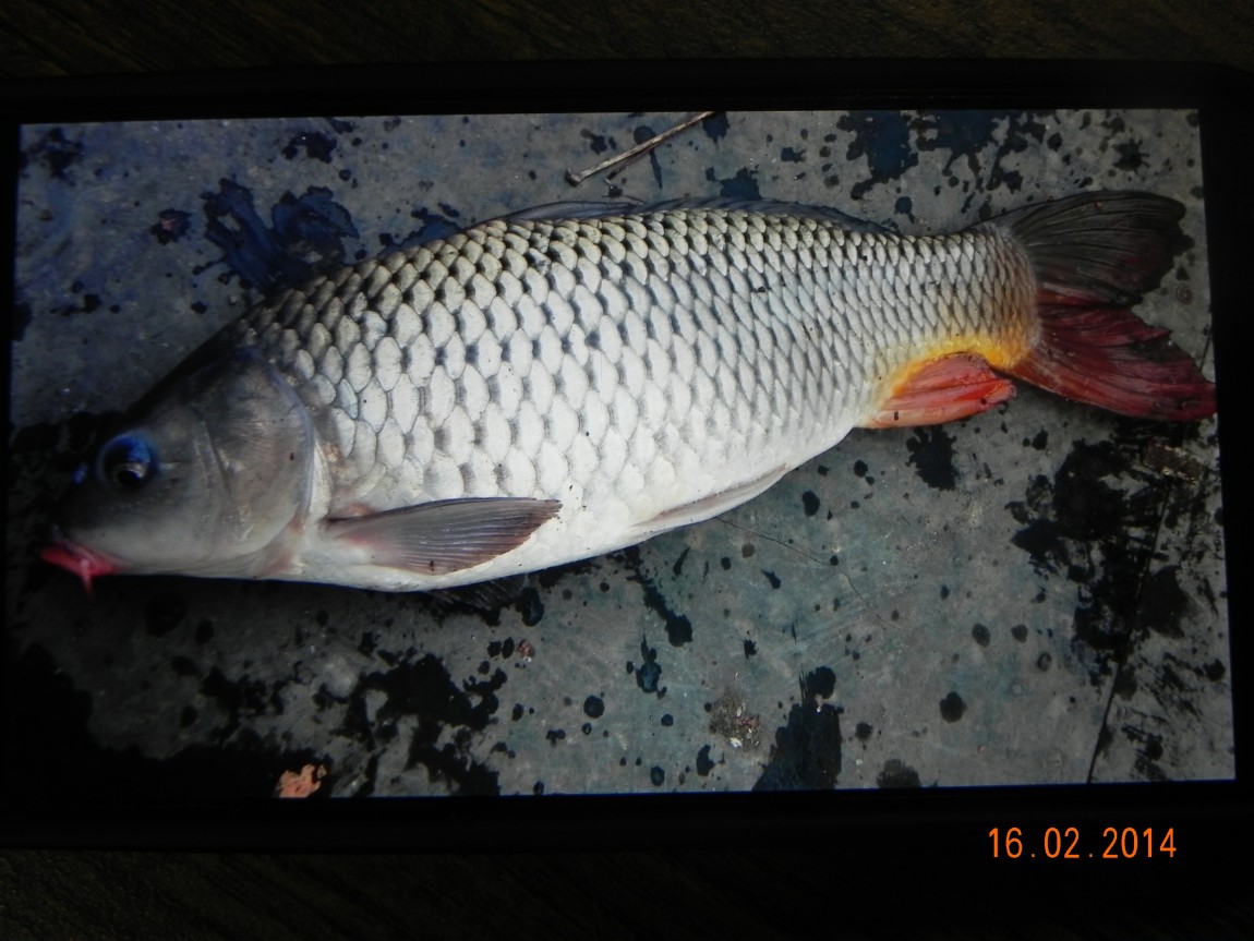 DSCN6460.JPG
