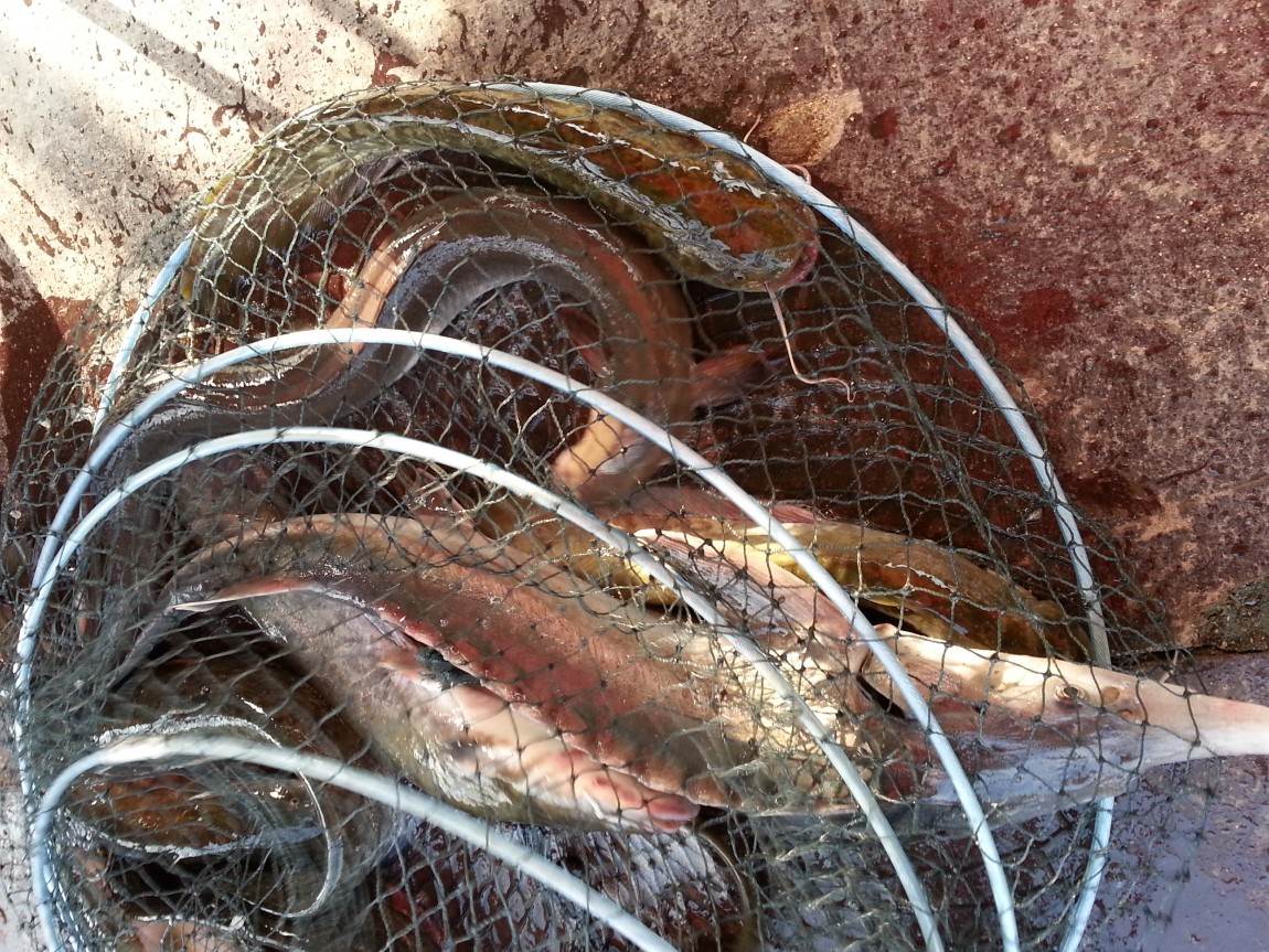 20130801_072554.jpg