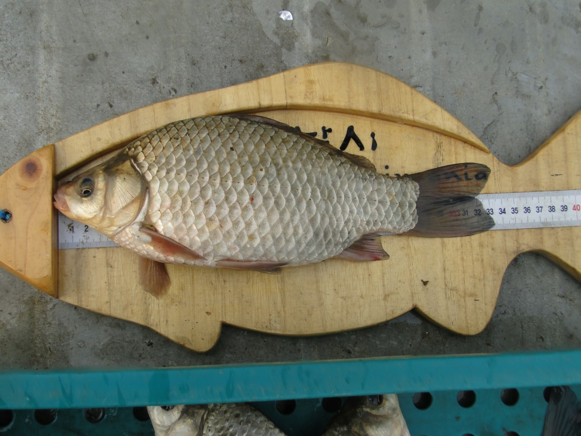 �����ŵ��� 005.jpg