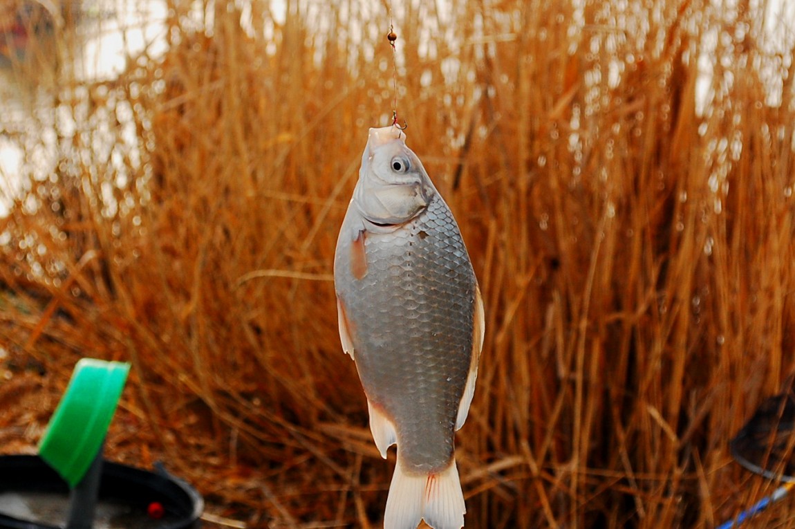 ٹ̱_DSC_0273.JPG