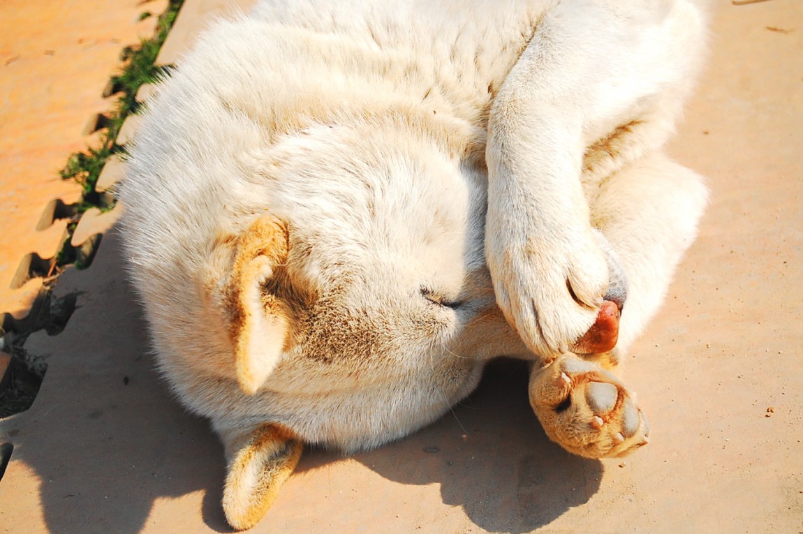 �ٹ̱�_DSC_0444.JPG