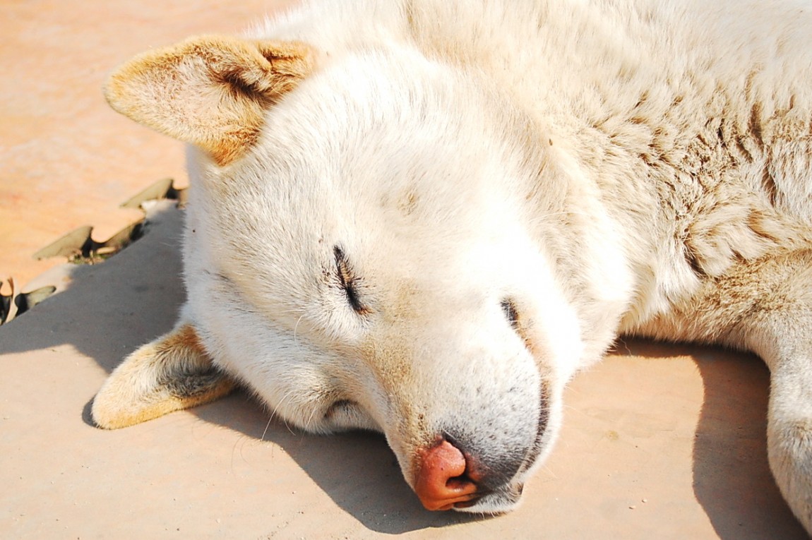 �ٹ̱�_DSC_0448.JPG