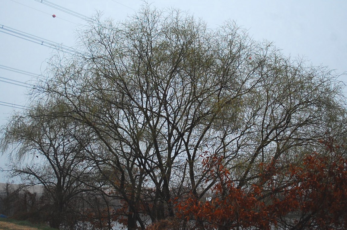�ٹ̱�_DSC_0527.JPG