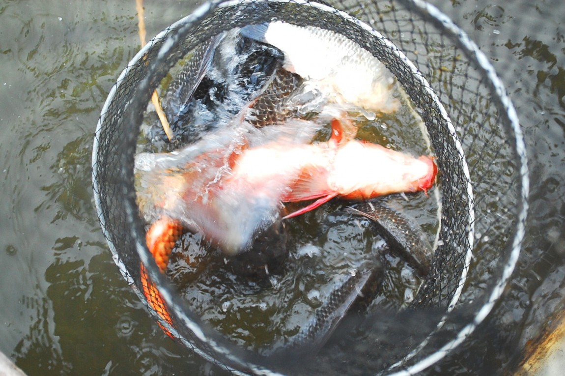 �ٹ̱�_DSC_0508.JPG