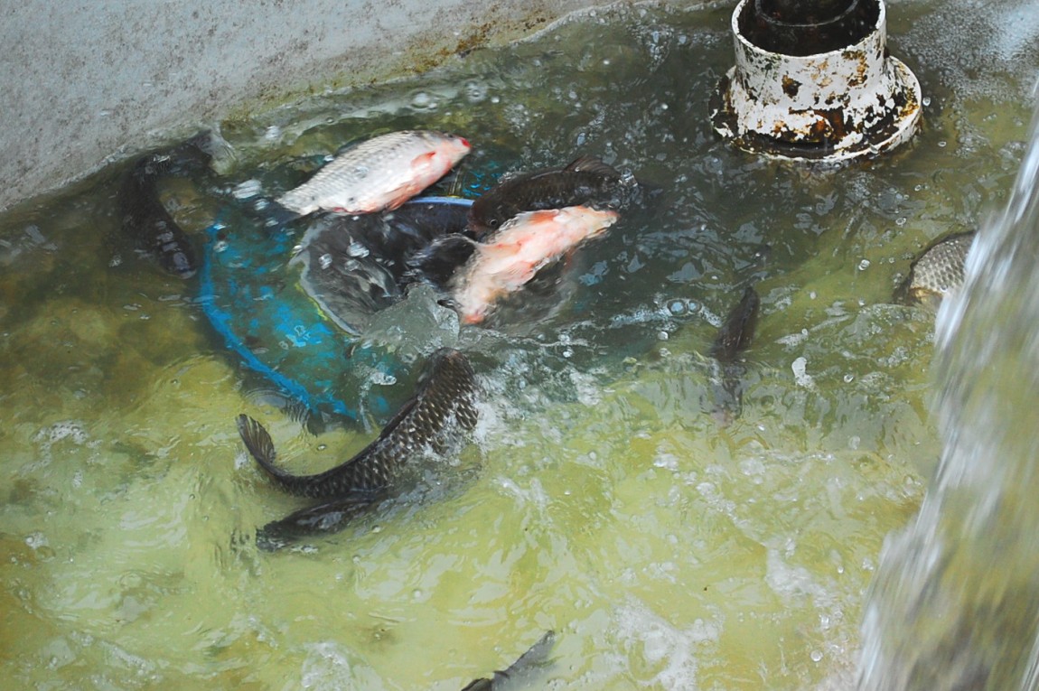 �ٹ̱�_DSC_0486.JPG