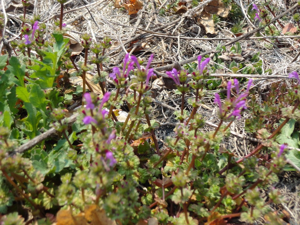DSC01103.jpg