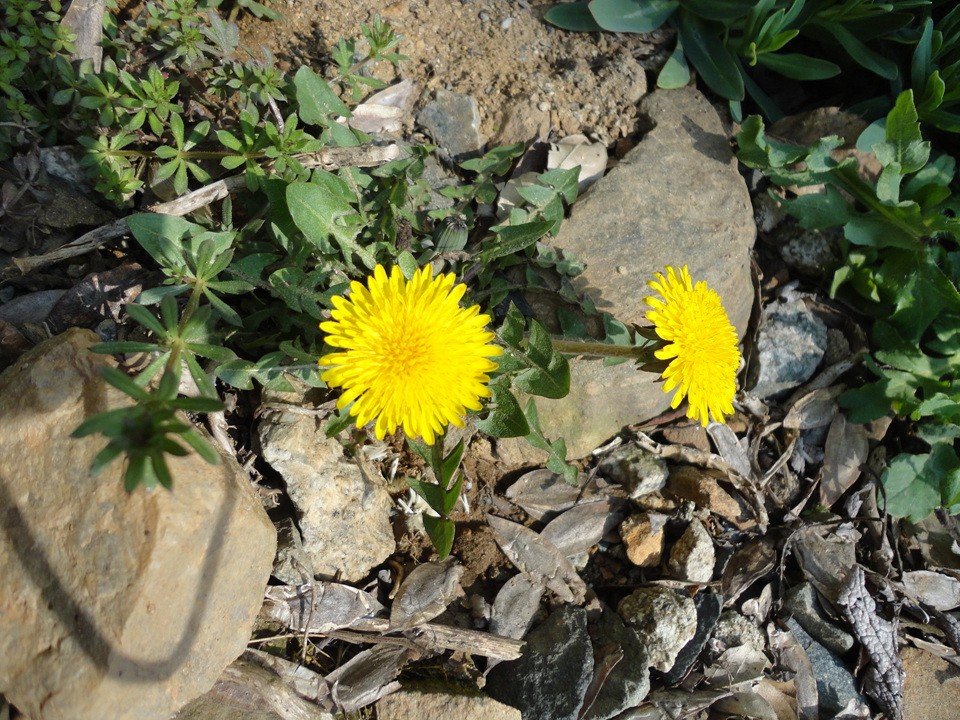 DSC01111.jpg