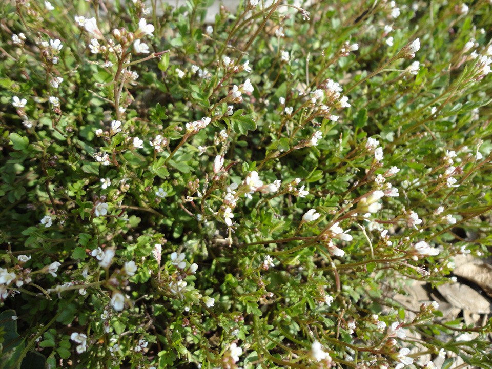 DSC01115.jpg