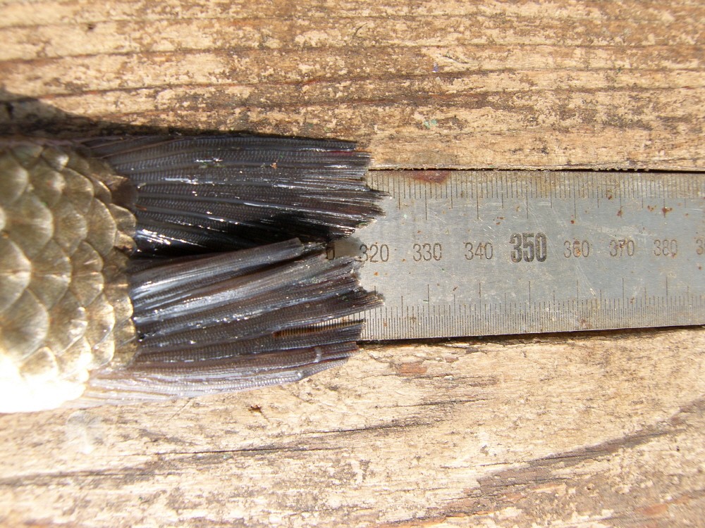 SH107735.JPG
