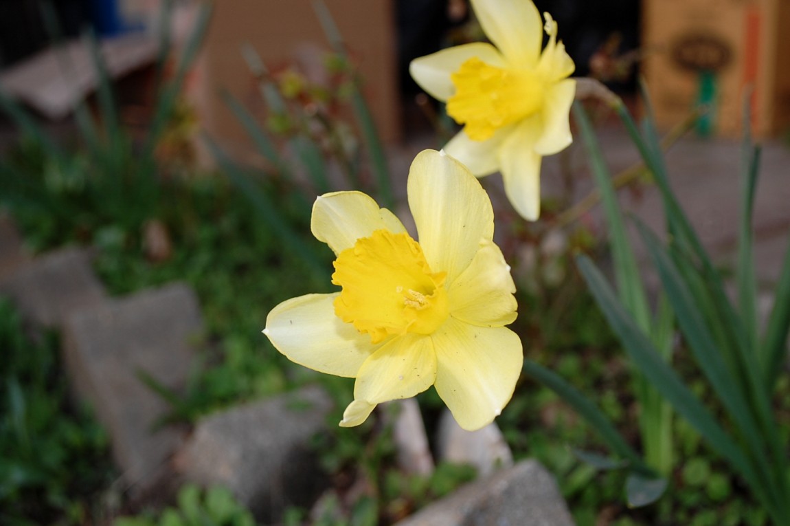 ٹ̱_DSC_0549.JPG