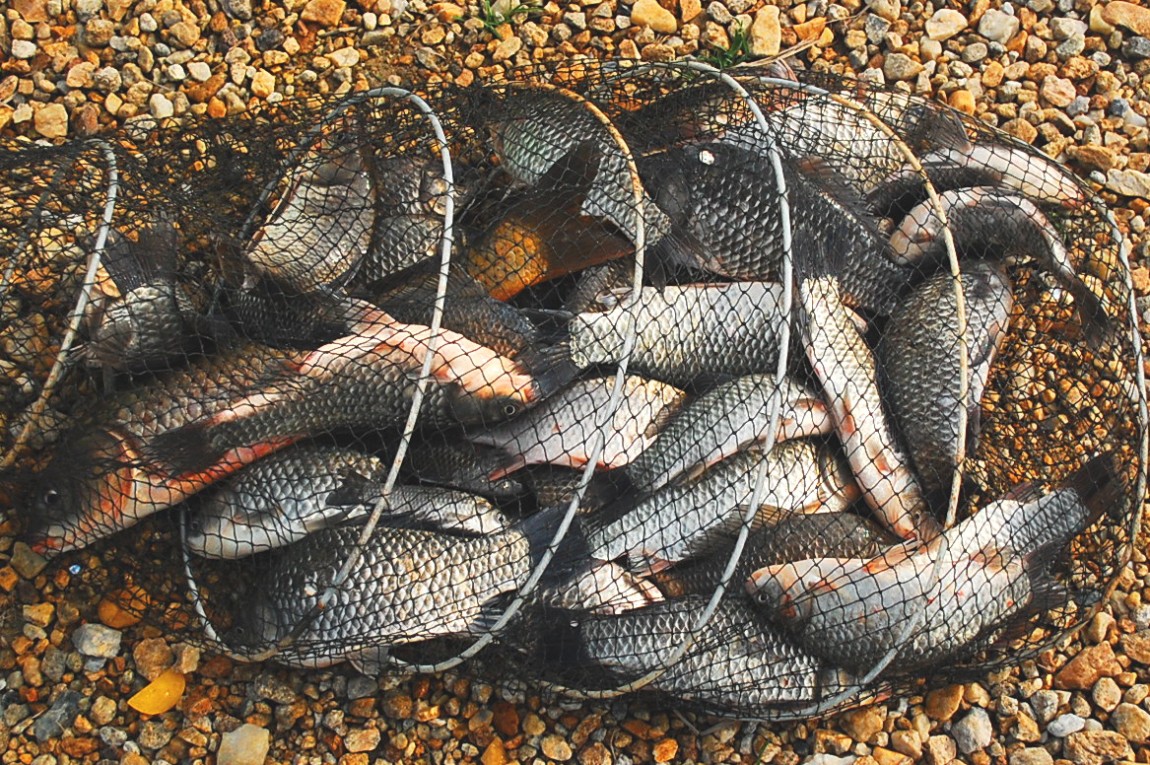 ٹ̱_DSC_0646.JPG