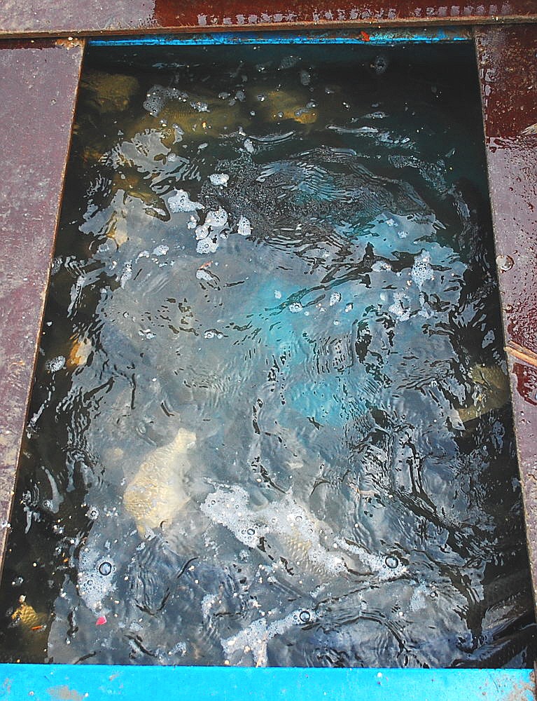 ٹ̱_DSC_0527.JPG