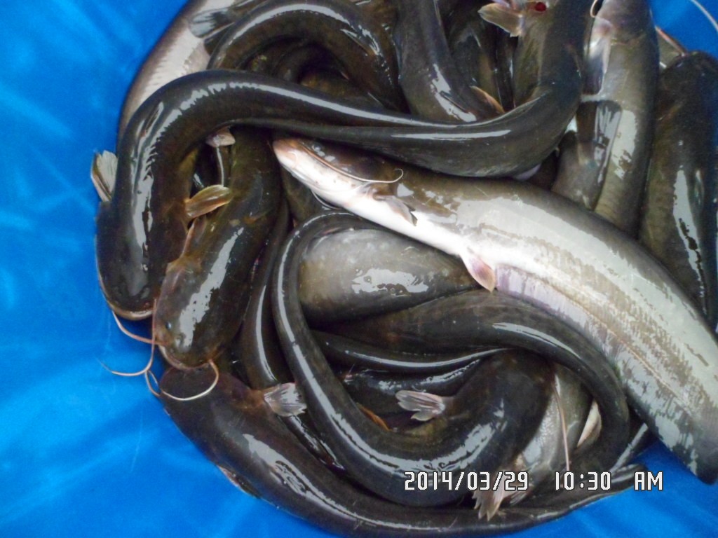 ��Ȳ 019.jpg