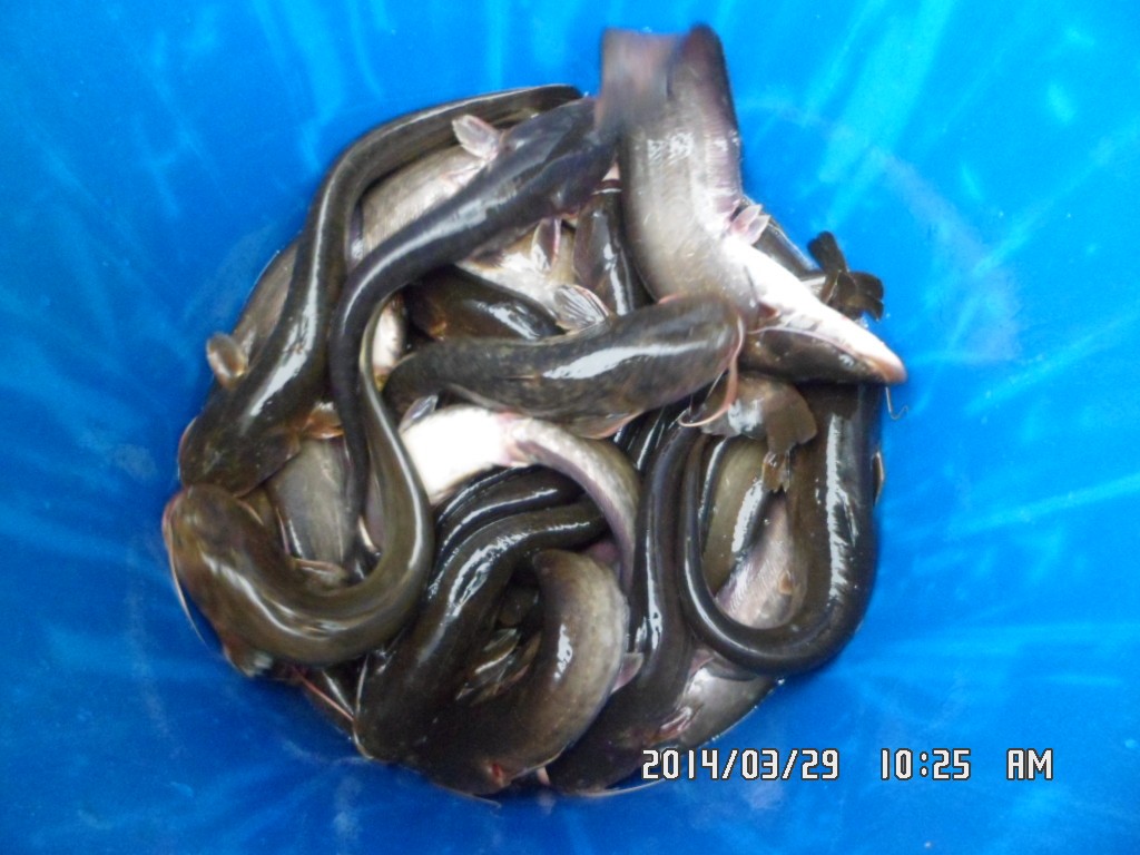 ��Ȳ 009.jpg