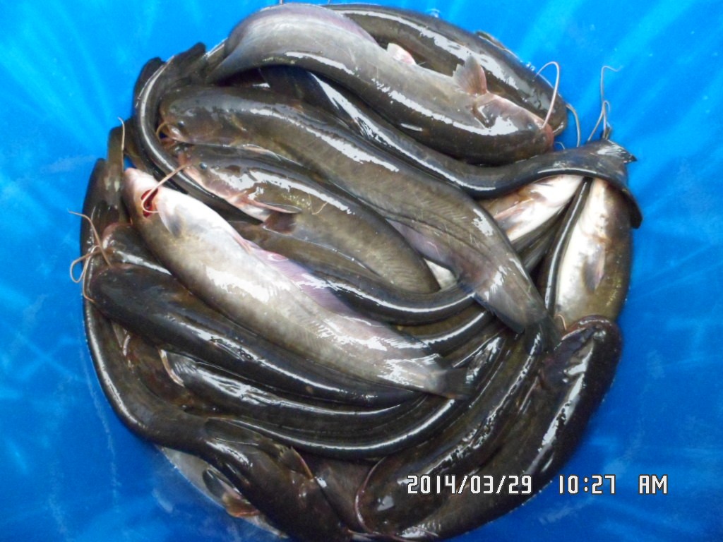 ��Ȳ 013.jpg