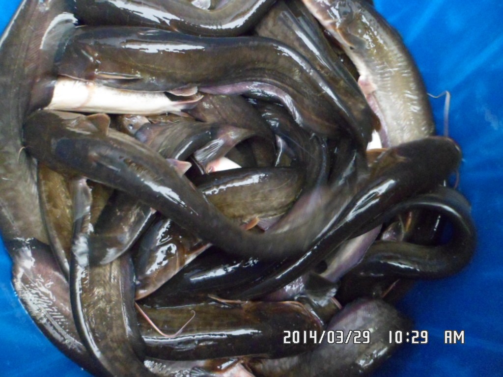 ��Ȳ 016.jpg