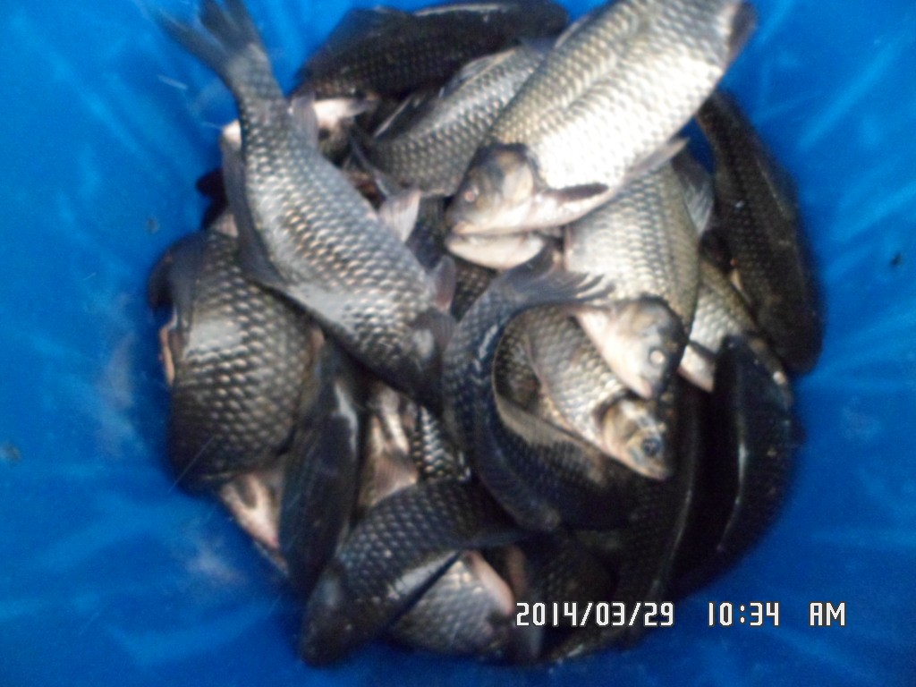 ��Ȳ 025.jpg