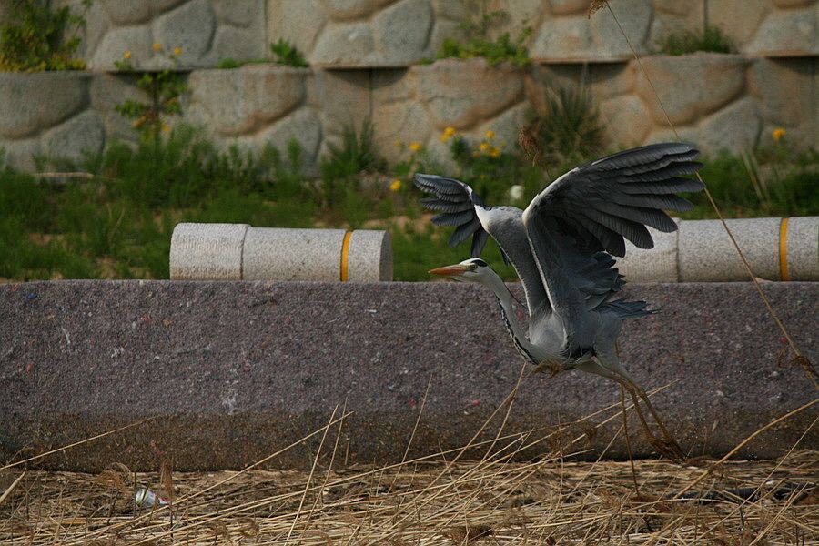 �ٹ̱�_�ݵ������� 1470.jpg