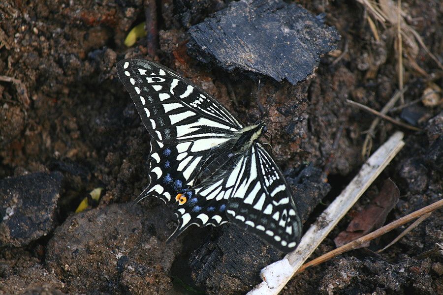 �ٹ̱�_�ݵ������� 1509.jpg