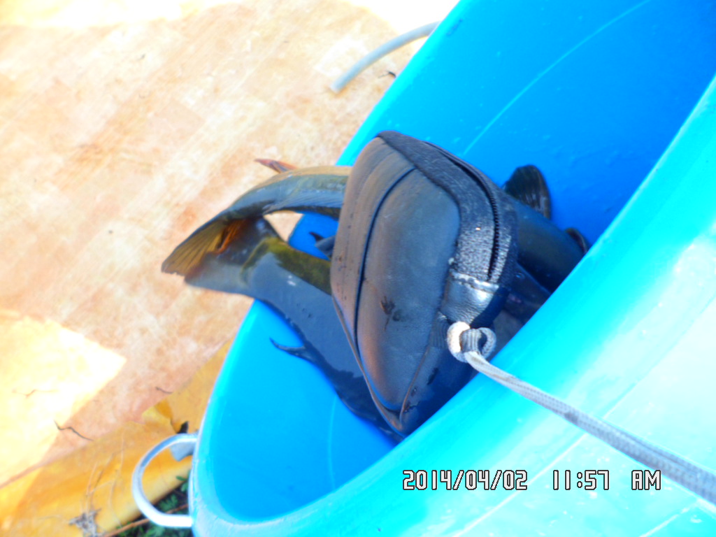SAM_0229.JPG