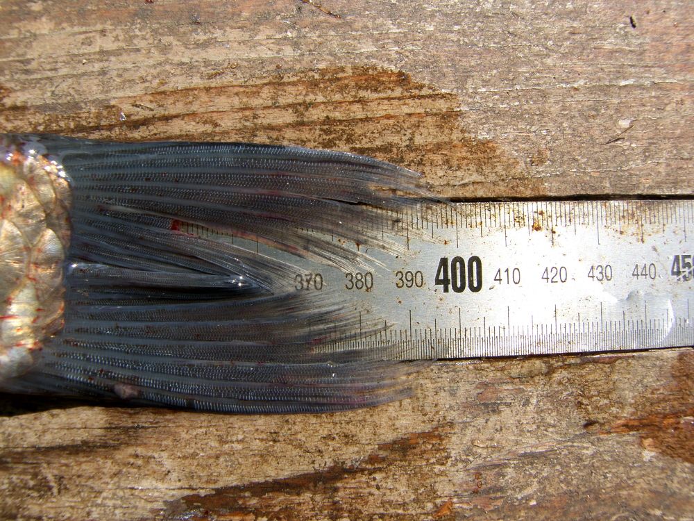 SH108279.JPG