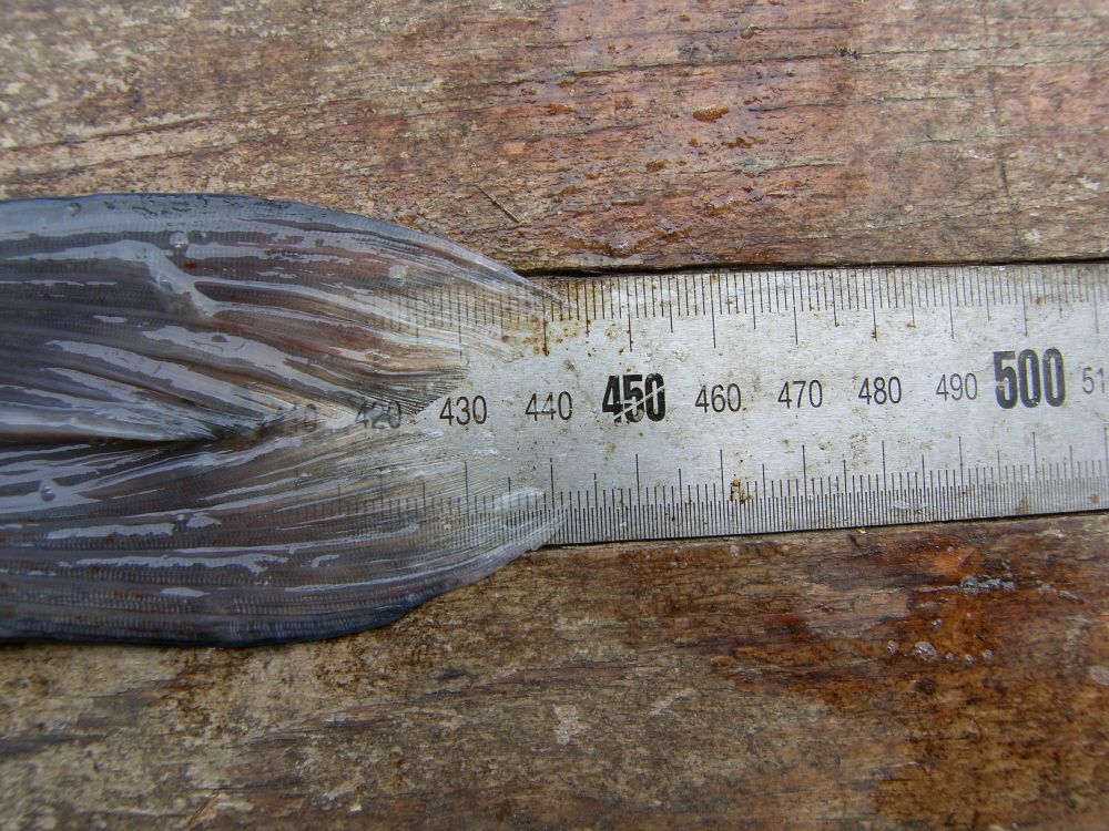 SH108290.JPG
