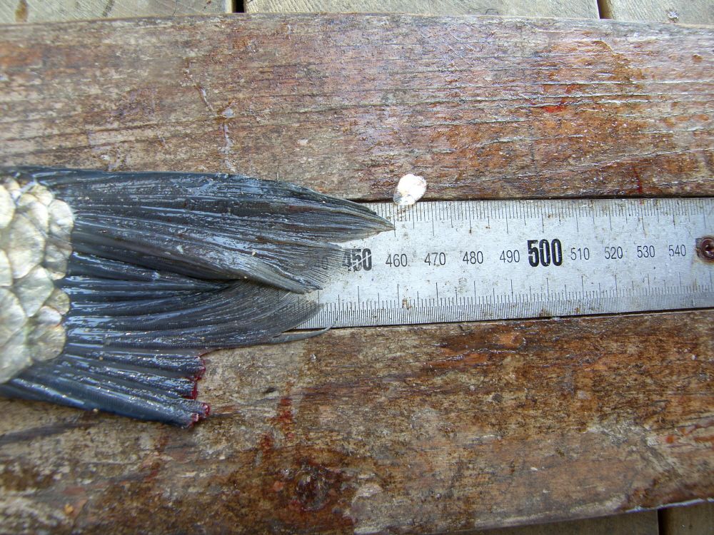 SH108302.JPG