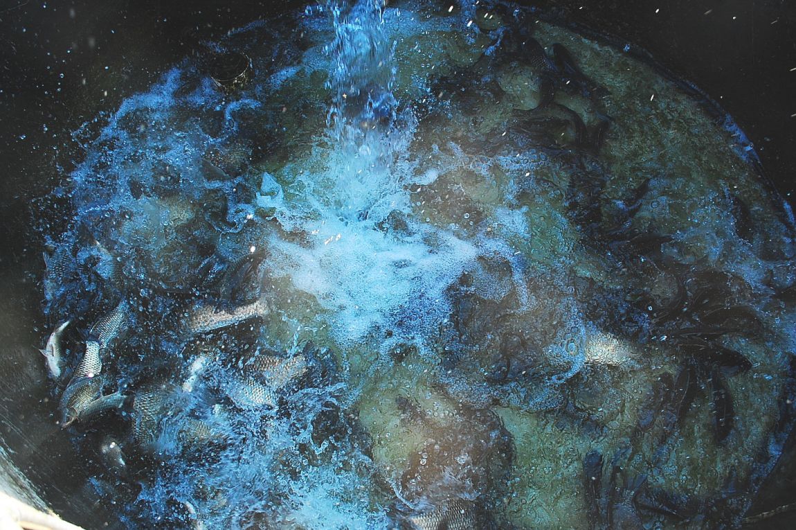 ٹ̱_DSC_0082.JPG