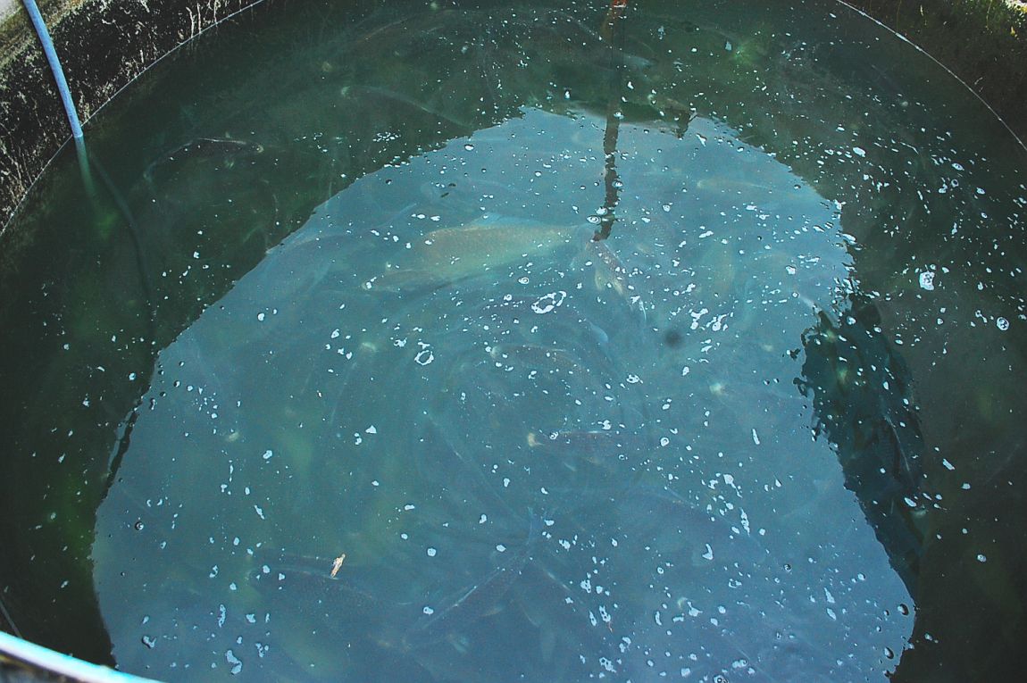 ٹ̱_DSC_0146.JPG