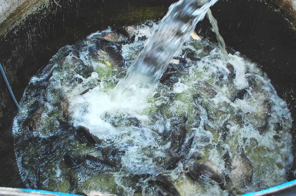 ٹ̱_DSC_0155.JPG