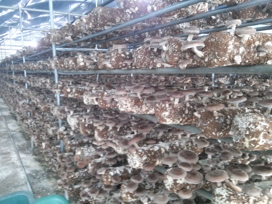 CAM01484.jpg