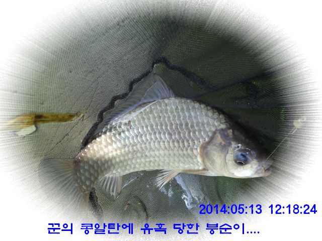 �ٹ̱�_DSC00519.JPG