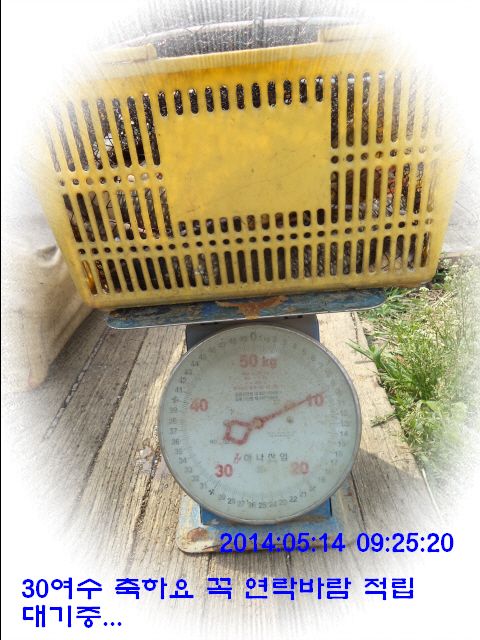 �ٹ̱�_DSC00528.JPG