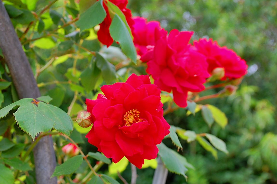 �ٹ̱�_DSC_000111 (1).JPG