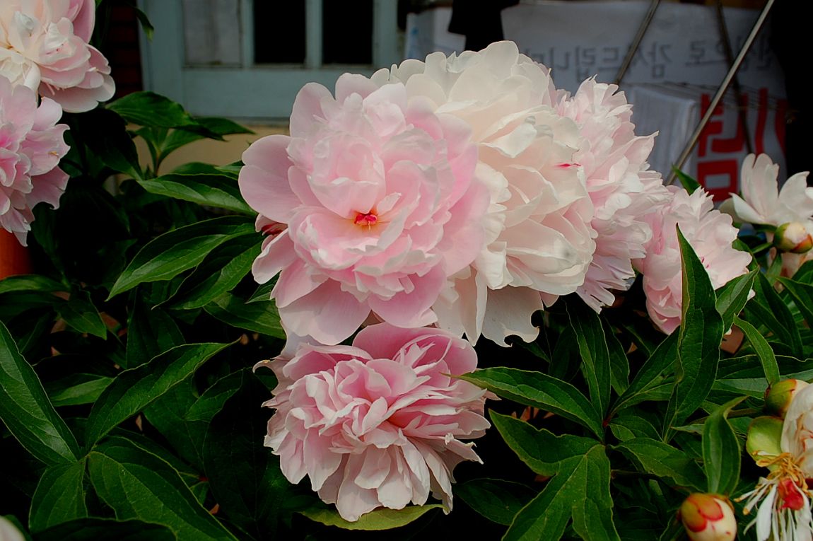 �ٹ̱�_DSC_000111 (3).JPG