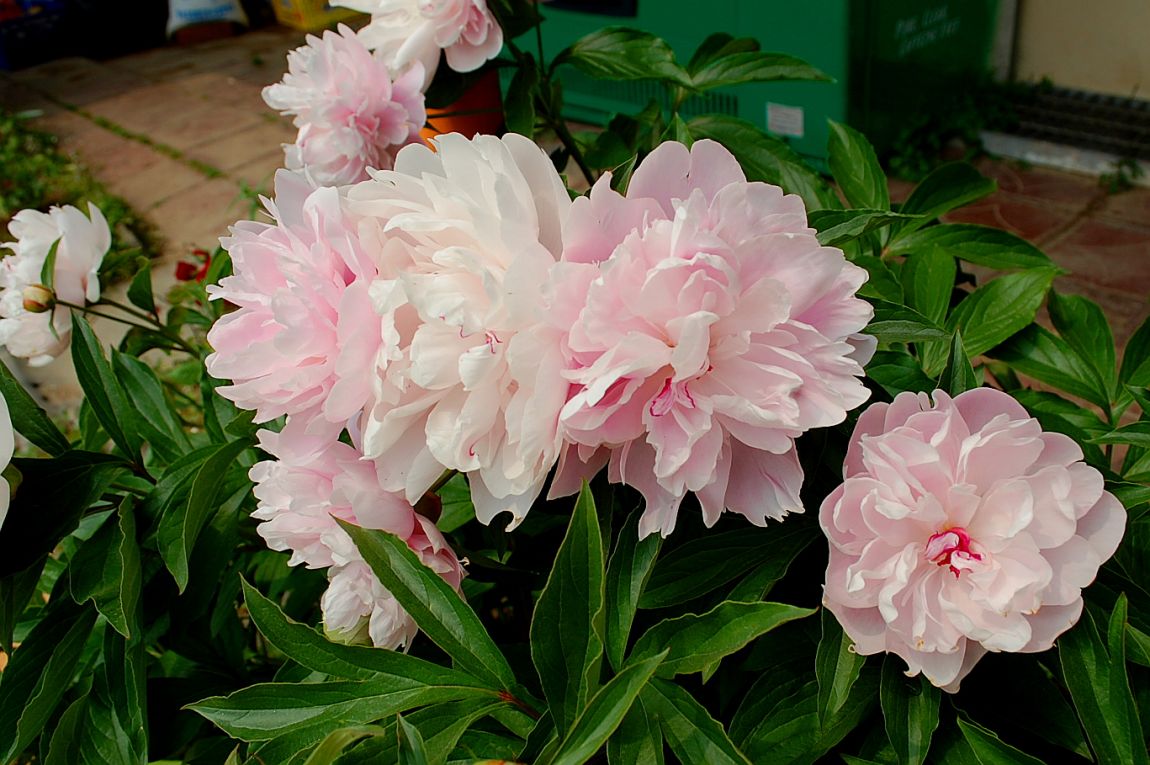 �ٹ̱�_DSC_000111 (4).JPG