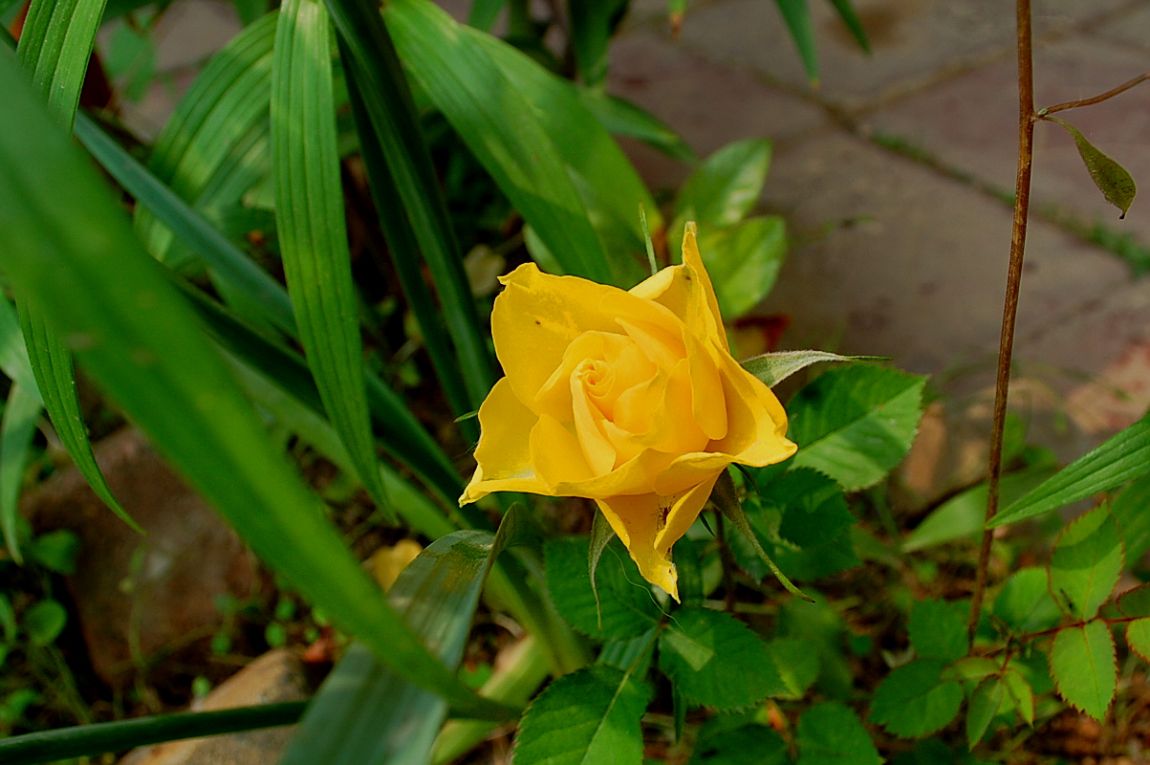 �ٹ̱�_DSC_000111 (7).JPG