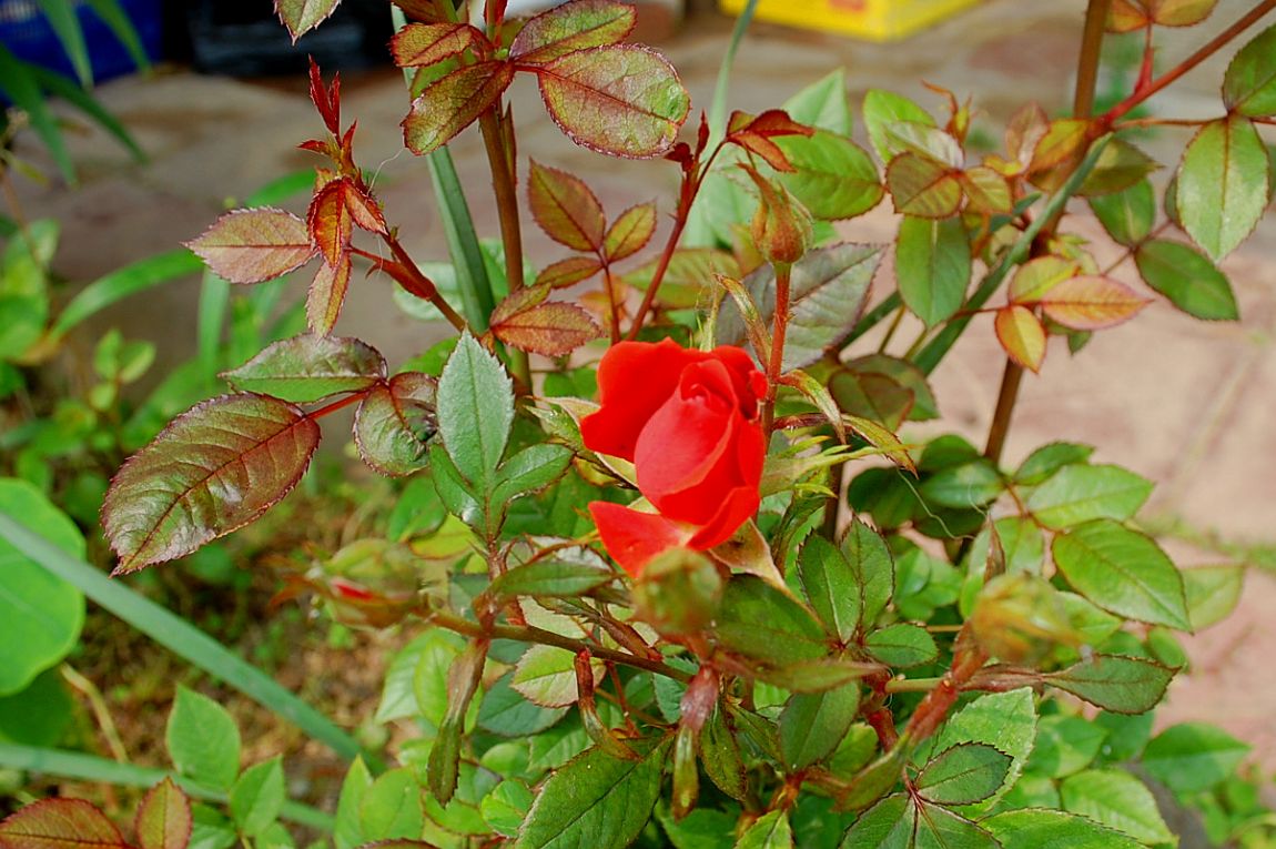 �ٹ̱�_DSC_000111 (8).JPG