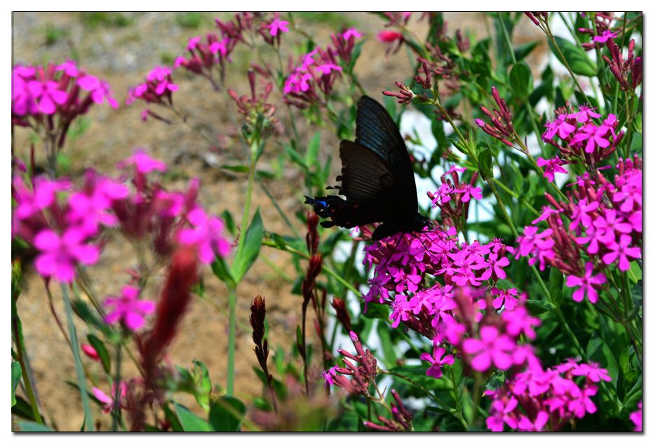 Untitled-1 copy 19.jpg